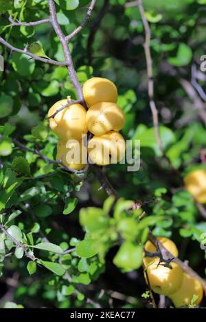 Chaenomeles japonica, die japanische Quitte oder Maule-Quitte genannt. Gelbe Früchte auf dem Strauch. Stockfoto