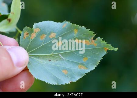 Schädigung des Tilia europaea-Blattes durch die Limonenfilzmilbe Eriophyes leiosoma. Stockfoto