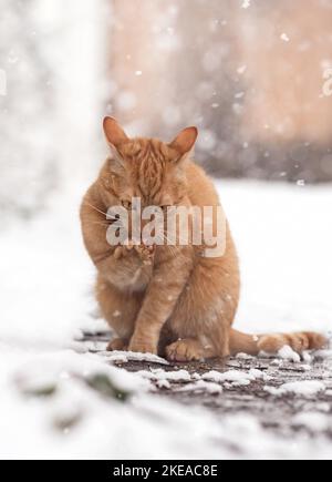 Katze im Winter Stockfoto