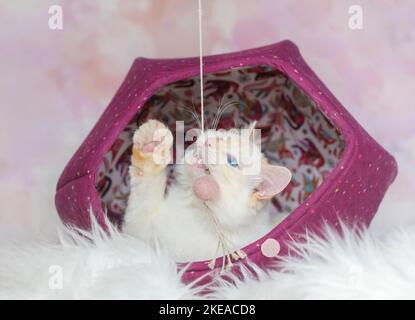 Ragdoll im Studio Stockfoto