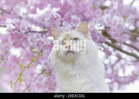 Ragdoll im Frühjahr Stockfoto