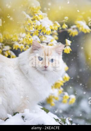 Ragdoll im Frühjahr Stockfoto