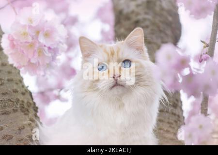 Ragdoll im Frühjahr Stockfoto