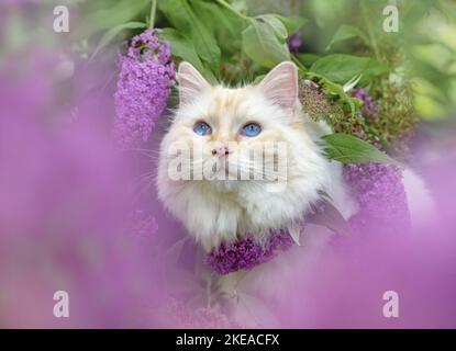 Ragdoll im Frühjahr Stockfoto