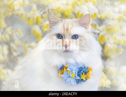 Ragdoll im Frühjahr Stockfoto