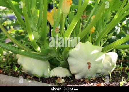 Die jungen und reifen Früchte des weißen Jakobsmuscheln-Squash liegen auf dem Boden. Ein Patisson-Pflanzenstrauch mit gelben Blüten und Pattypanen unterschiedlicher Größe. Stockfoto