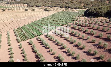 Luftdrohnenaufnahme der Olivenplantage in Andalusien, Spanien. Große Felder mit Olivenbäumen bepflanzt. Biologische und gesunde Lebensmittel. Landwirtschaft und Kulturpflanzen Stockfoto