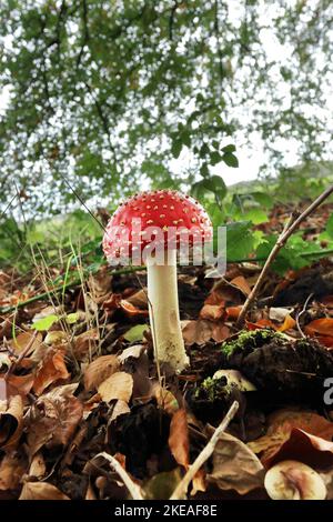 Seitenansicht der Amanita muscaria, allgemein bekannt als Fliegenpilz oder Fliegenpilz auf einem Waldboden mit abgestorbenen Blättern Stockfoto