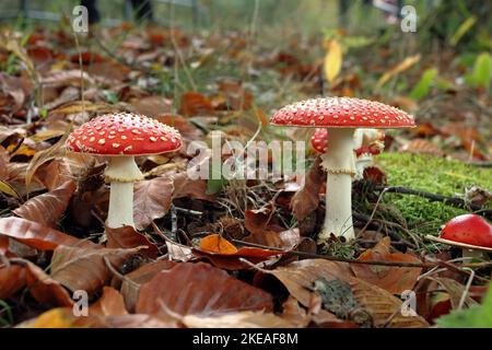 Seitenansicht der Amanita muscaria, allgemein bekannt als Fliegenpilz oder Fliegenpilz auf einem Waldboden mit abgestorbenen Blättern Stockfoto