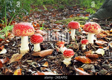 Seitenansicht der Amanita muscaria, allgemein bekannt als Fliegenpilz oder Fliegenpilz auf einem Waldboden mit abgestorbenen Blättern Stockfoto