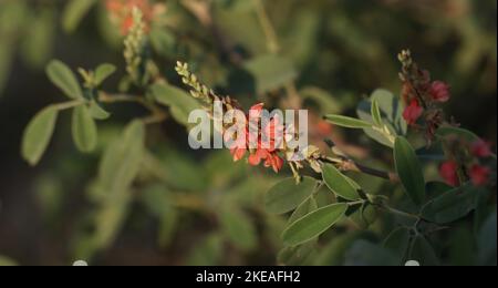 Indigofera oblongifolia Nahaufnahme Zweig in der Natur. Indigo-Pflanze. Schöne rosa, blühenden Zweig in der Natur. Stockfoto