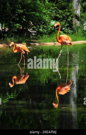 Eine vertikale Aufnahme von zwei rosa Flamingos, die in einem grünen Teich watten Stockfoto