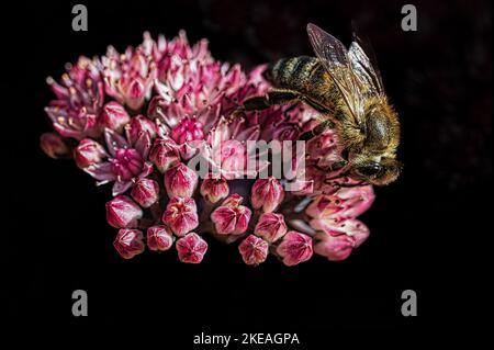 Eine Biene sitzt auf einer Blume und sammelt Nektar. Stockfoto