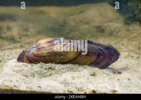 Malermuschel (Unio pictorum, Pollicepes pictorum), mit sichtbarem Mantel und Siphon, Deutschland Stockfoto