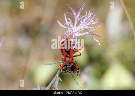 assassinwanze (Rhinocoris iracundus, Rhynocoris iracundus), mit gefangener Biene, Deutschland, Bayern Stockfoto
