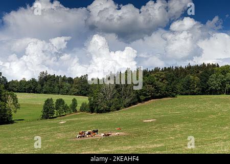 Hausrinder (Bos primigenius f. taurus), Stumpfkuh auf trockener Wiese mit Trog, Klimachande, Deutschland, Bayern Stockfoto