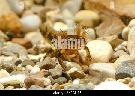 Europäischer Feuersalamander (Salamandra salamandra), Larve mit äußeren Kiemen, Vorderansicht Schwimmen, Höhlentier des Jahres 2023, Deutschland Stockfoto