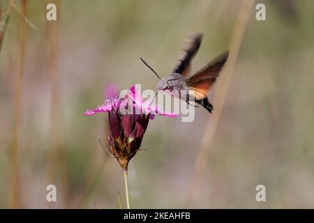 Hummingbird Hawkmoth (Macroglossum stellatarum), trinkender Nektar bei Carthusian pink, Dianthus carthusianorum, Deutschland, Bayern, Isental Stockfoto