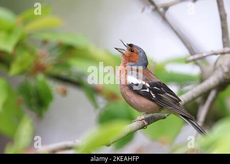 Buchfink (Fringilla coelebs), singender Rüde, der auf einem Zweig einer wilden Kirsche thront, Schweden, Oeland, Degerhamn Stockfoto