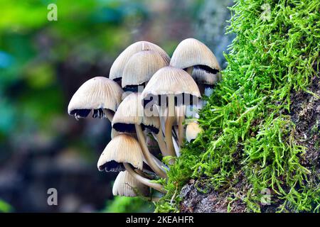 Glitzernde Tintenfass (Coprinus micaceus, Coprinellus micaceus), mehrere Fruchtkörper an einem moosigen Baumstamm, Deutschland, Nordrhein-Westfalen Stockfoto