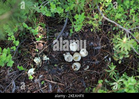 westlicher Auerhahn, Waldhuhn (Tetrao urogallus), Nest mit Eierschalen nach dem Schlüpfen der Küken, Finnland, Kajaani, Kainuu Stockfoto