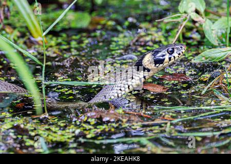 Grasnatter (Natrix natrix), gleitend durch Ufervegetation am Teichrand, Portrait, Deutschland, Bayern, Isental Stockfoto