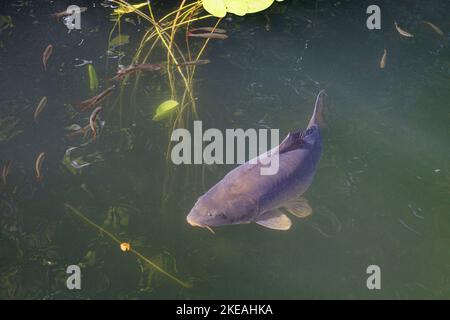 Karpfen, Karpfen, Europäischer Karpfen (Cyprinus carpio), großer Spiegelkarpfen mit Rudelschwärme in einem kleinen Moorsee, Deutschland, Bayern, Kesselsee, Stockfoto