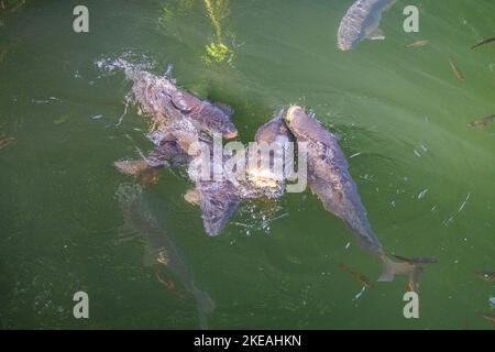 Karpfen, Karpfen, Europäischer Karpfen (Cyprinus carpio), große Spiegelkarpfen in einem kleinen Moorteich werden von Badenden gefüttert, Deutschland, Bayern, Kesselsee, Stockfoto