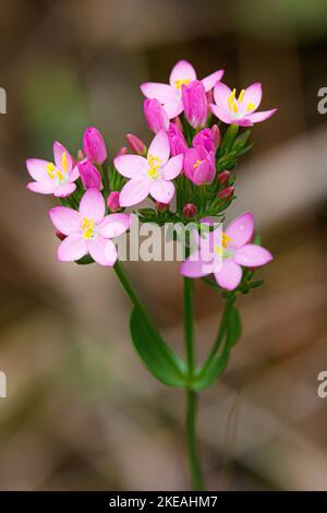 Gewöhnlicher Zentner, europäischer Zentner, Bitteres Kraut (Centaurium erythraea, Erythraea centaurium, Centaurium minus, Centaurium umbellatum), Infloreszenz, Stockfoto