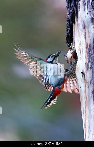 Großspecht (Picoides Major, Dendrocopos Major), Männlich nähert sich der Zuchthöhle mit Futter auf dem Schein, Schweden, Mjaellom, Stockfoto