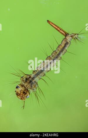 Mücken, Mücken (Culicidae), Larve, Deutschland, Bayern Stockfoto