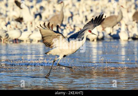 sandhügelkranich (Grus canadensis, Antigone canadensis), der in den Winterlebensraum abhebt, im Hintergrund große Aggregation, USA, New Mexico, Stockfoto