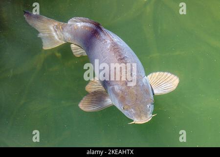 Karpfen, Karpfen, europäischer Karpfen (Cyprinus carpio), Spiegelkarpfen im See, Deutschland, Bayern, Eggstaett-Hemhofer Seenplatte, Kesselsee Stockfoto