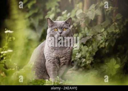 Britisch Kurzhaar sitzen Stockfoto