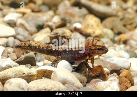 Europäischer Feuersalamander (Salamandra salamandra), Larve mit äußeren Kiemen auf Kieselsteinen, Höhlentier des Jahres 2023, Deutschland Stockfoto