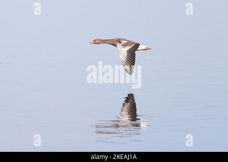 Graugans (Anser anser), fliegen mit Spiegelung über den See, Seitenansicht, Deutschland, Bayern, Chiemsee Stockfoto