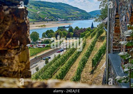 Blick vom Schloss Reichenstein auf das Rheintal mit Weinbergen und Zeltplatz Marienort bei Bingen, Deutschland, Rheinland-Pfalz, Bingen Stockfoto