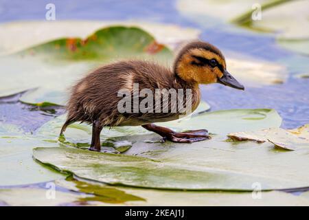 mallard (Anas platyrhynchos), Küken, das Insekten auf einem Teichlilienblatt jagt, Deutschland, Bayern Stockfoto