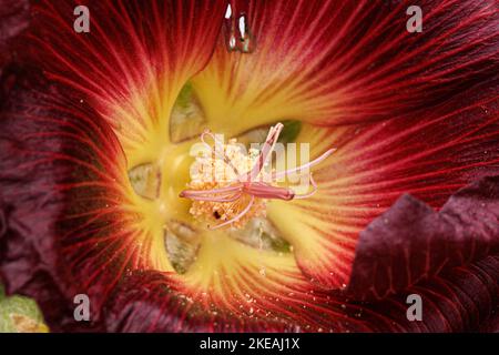 hollyhock (Alcea rosea, Althaea rosea), Makroaufnahme der Blume Stockfoto