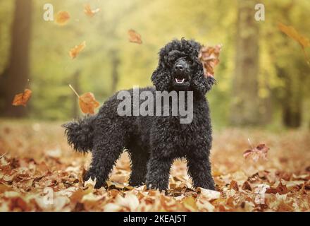 Standing Standard Pudel Stockfoto
