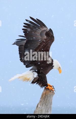 Amerikanischer Weißkopfseeadler (Haliaeetus leucocephalus), der auf einem toten Ast in einem Schneegestöber mit flatternden Flügeln thront, USA, Alaska, Kachemak Bay Stockfoto