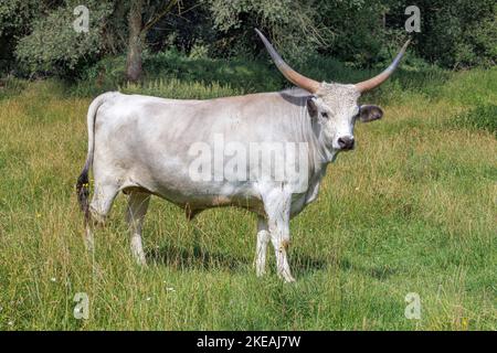 Ungarisches Steppe-Rind, ungarisches Grauvieh, ungarisches Podolisches Steppe-Rind (Bos primigenius f. stier), erwachsenes Männchen, Deutschland, Bayern Stockfoto