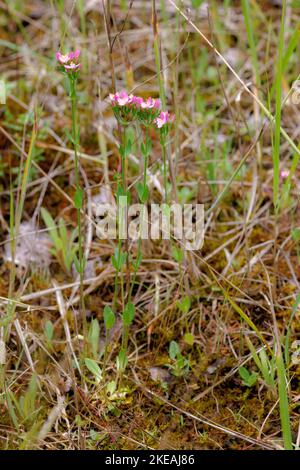 Gemeiner Tausaurus, Europäischer Tausaurus, Bitterkraut (Centaurium erythraea, Erythraea centaurium, Centaurium minus, Centaurium umbellatum), blühend, Stockfoto