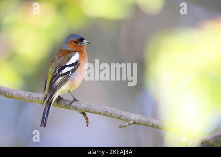 Buchfink (Fringilla coelebs), Männchen auf einem Ast, Schweden, Oeland, Degerhamn Stockfoto