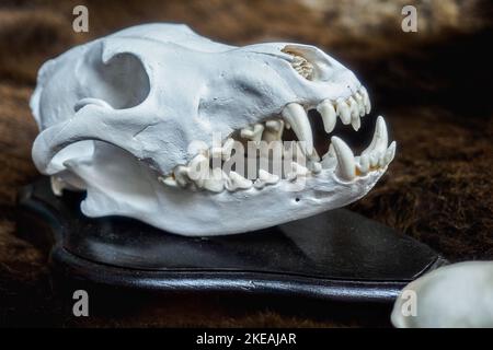 Schädel von Tier oder Dinosaurier mit tierischem Grinsen. Archäologische Funde. Nahaufnahme... Stockfoto