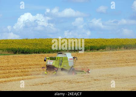 Mähdrescher Ernte Weizen auf fast geerntetem Feld vor Maisfeld, Deutschland, Bayern Stockfoto