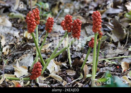 Herren-und-Damen, portlandarroot, Cuckoopint (Arum maculatum), Infraktenzen mit reifen roten Beeren, Deutschland, Bayern Stockfoto