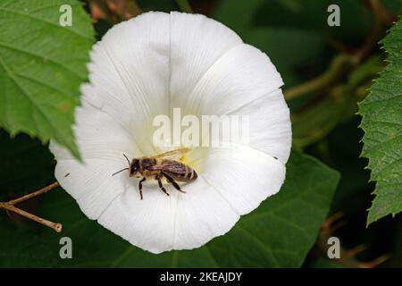 Honigbiene, Bienenvolk (APIs mellifera mellifera), auf einer Bindenweed-Blüte, Deutschland, Bayern Stockfoto