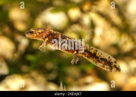 Europäischer Feuersalamander (Salamandra salamandra), Larve mit äußeren Kiemen schwimmend, Höhlentier des Jahres 2023, Deutschland Stockfoto