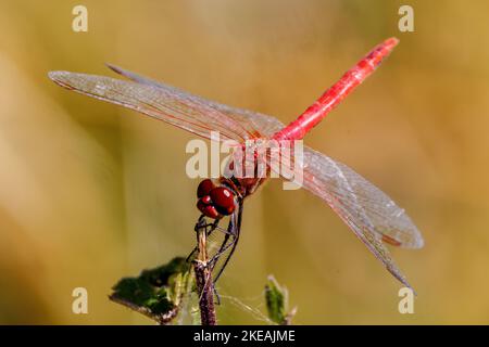 Ruddy sympetrum, Ruddy darter (Sympetrum sanguineum), männlich im Ausblick, Deutschland, Bayern, Erdinger Moos Stockfoto